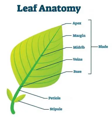 labelled leaves structure dorsiventral