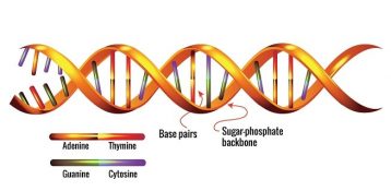 8 Nucleic Acid Functions in the Body worth Reading
