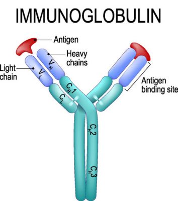 Production Of Monoclonal Antibodies | 5 Steps And Applications