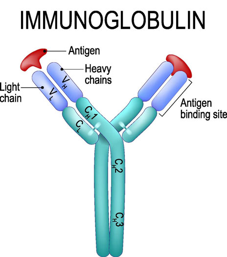 Production of Monoclonal Antibodies