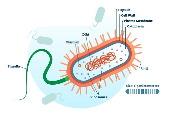 cilia vs flagella
