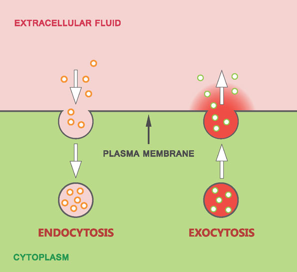 Cell Membrane Transport endocytosis