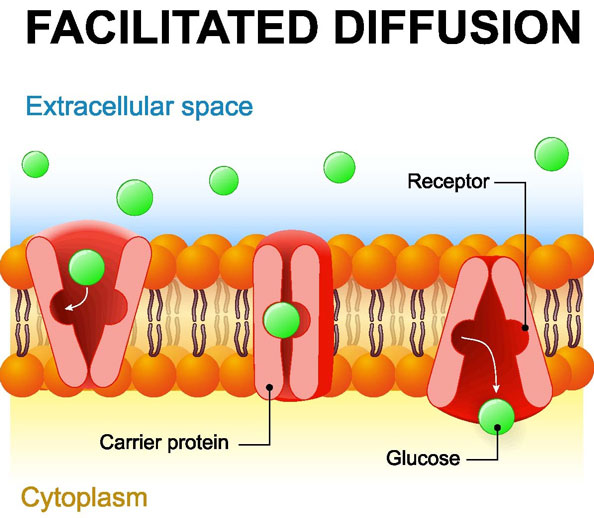 facilitated diffusion