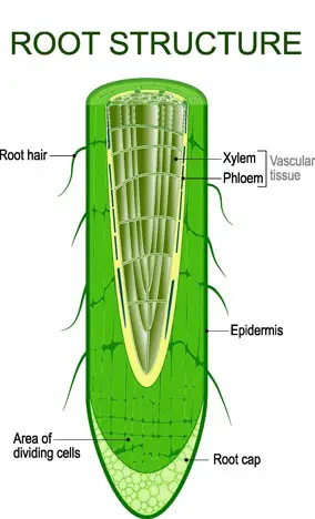 Anatomy of the Root