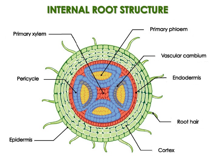 Anatomy of the Root