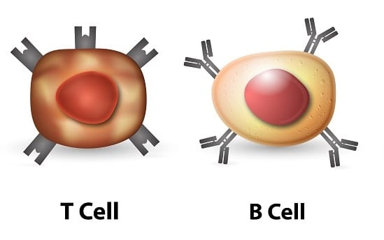 Difference between T cells and B cells in Table form