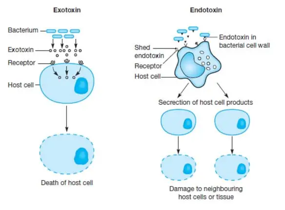 Exotoxin Vs Endotoxin