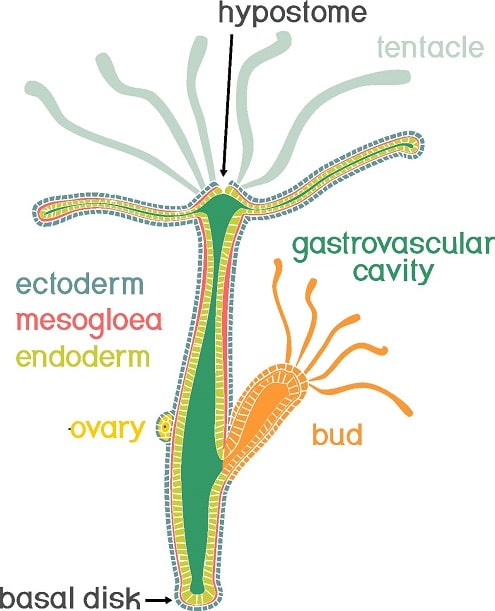 hydra biology