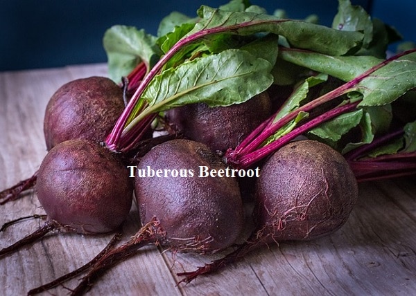 storage roots beet root