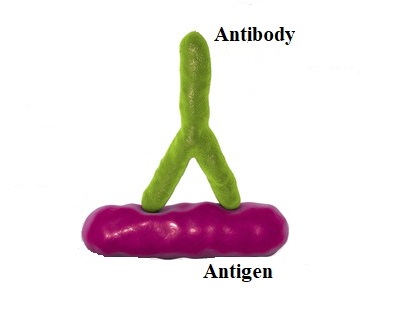 Differences between antigen and antibody