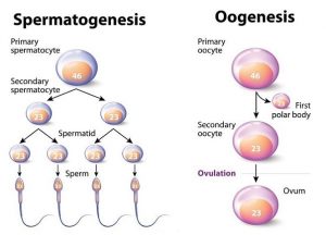 Spermatogenesis and Oogenesis