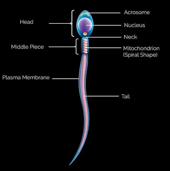 Spermatogenesis and Oogenesis process