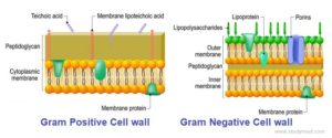 gram positive vs gram negative cell wall