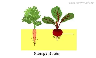 storage roots 