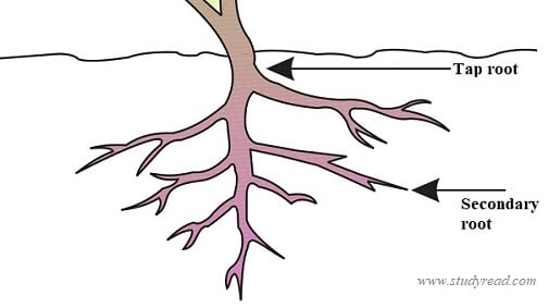 tap root system