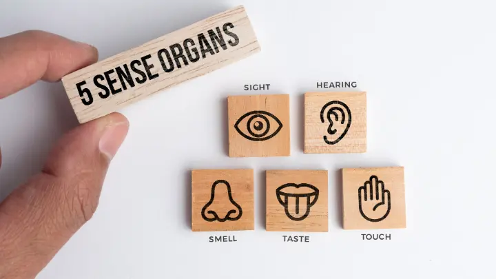 5 special sense organs