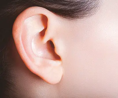 ear organ of hearing