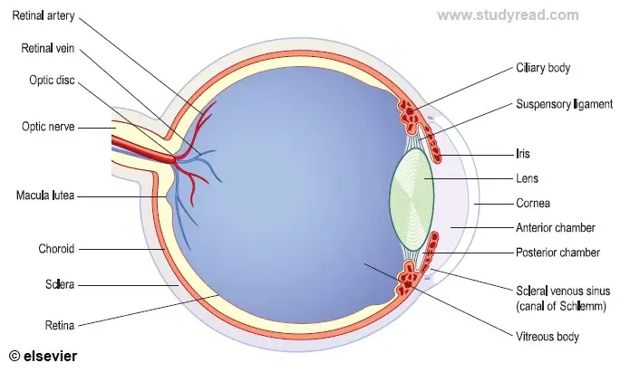 eye organ of vision