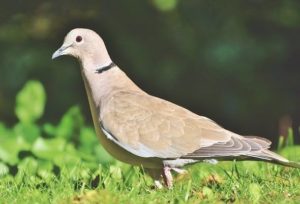 dove