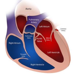List of Hollow Organs in the Human Body