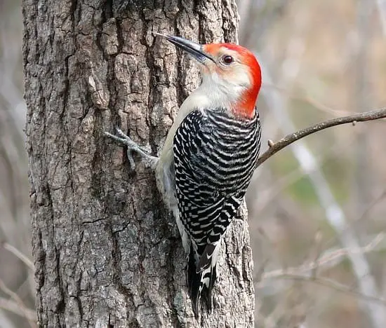 a woodpecker sitting on a tree trunk