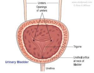 urinary bladder a hallow organ