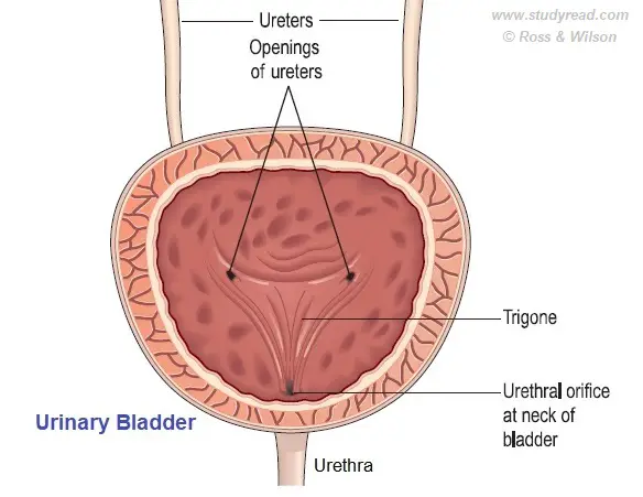 urinary bladder a hallow organ