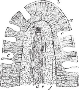 villus of cat intestine