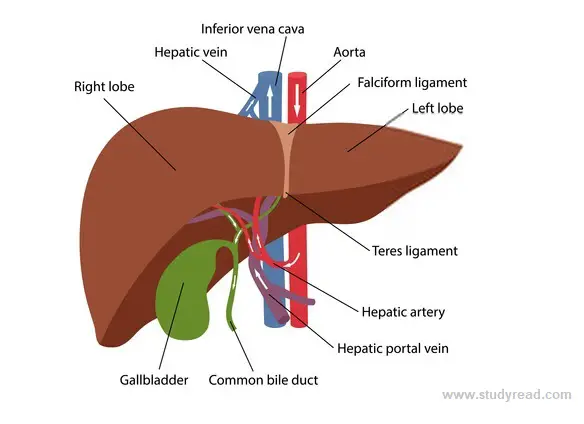 liver structure