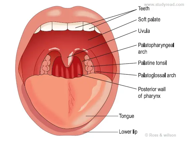 tongue a solid organ