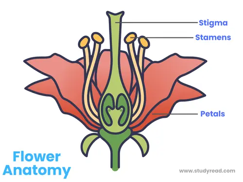flower image with parts