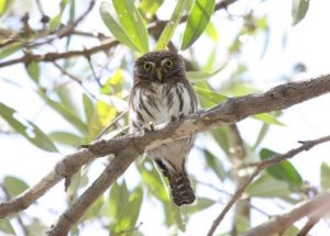 Ferruginous Pygmy Owl