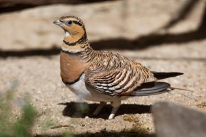 Pin tailed Sandgrouse