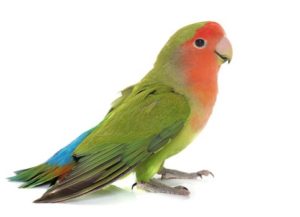 Rosy Faced Lovebird