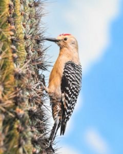 gila_wood_pecker