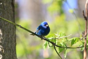 indigo bunting