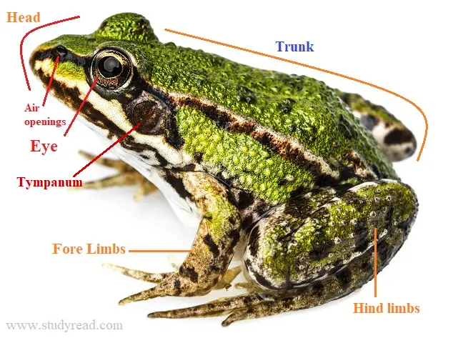 Frog external anatomy with head, trunk and limbs.