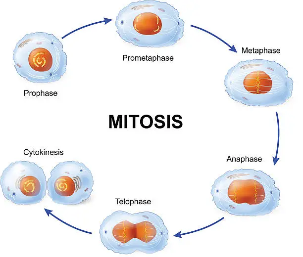 M phase mitosis in cell cycle