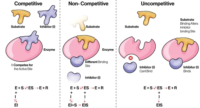 Competitive and non competitive enzyme inhibition
