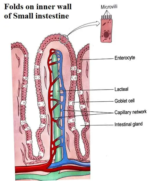 microvilli structure on inner small intestine wall