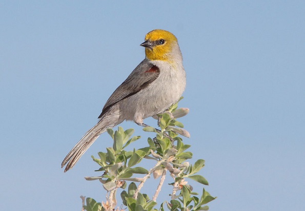 verdin bird