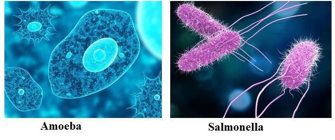 Protozoa vs Bacteria