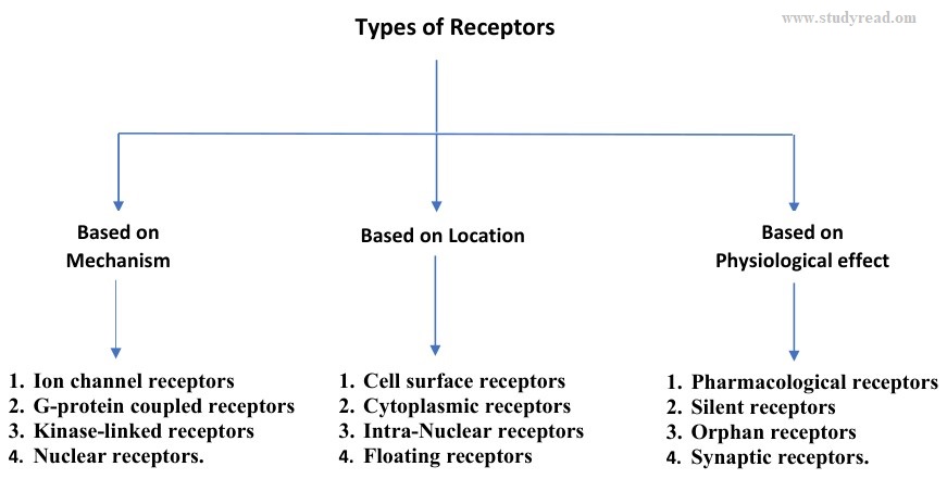types of receptors