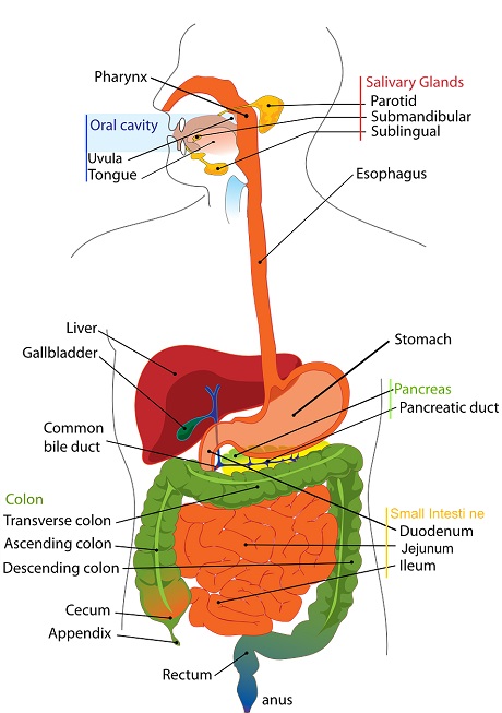 organs of digestion