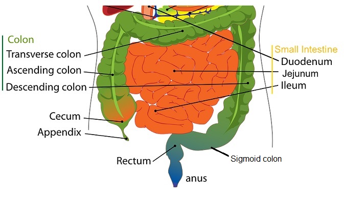 large and small intestine labelled diagram