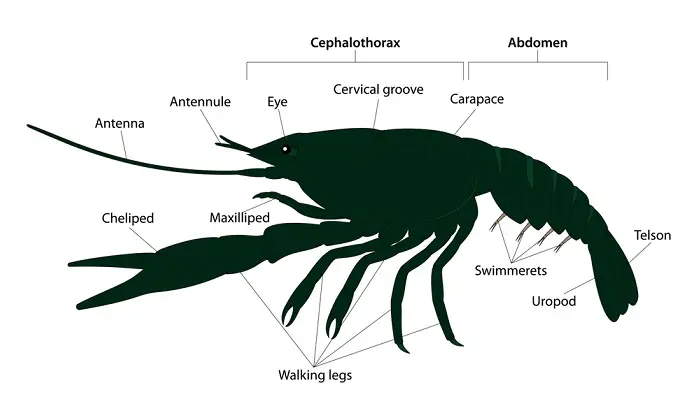 Crayfish External Anatomy