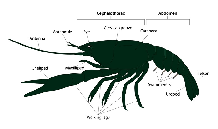 Crayfish Anatomy