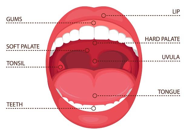 tongue structure