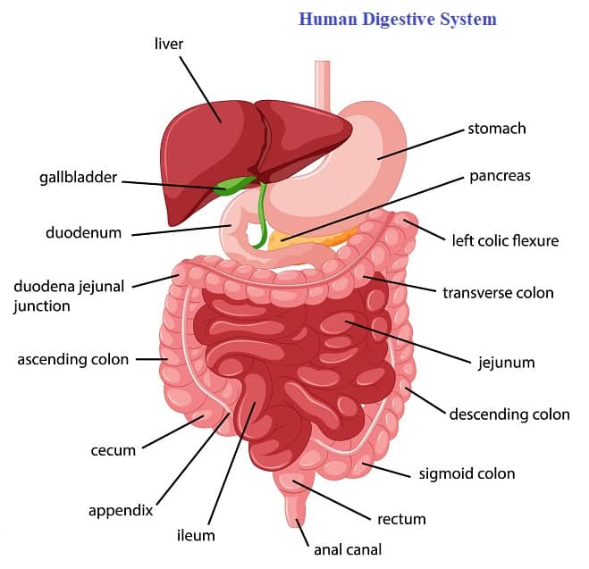 Hollow Organs