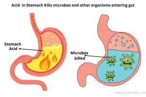 How the Digestive and Immune Systems Work Together